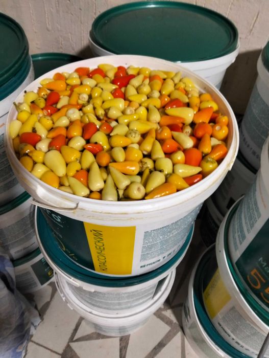 Перец турецкий холопения