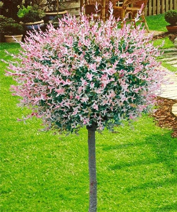 Японска върба (salix hakuro-nishiki)