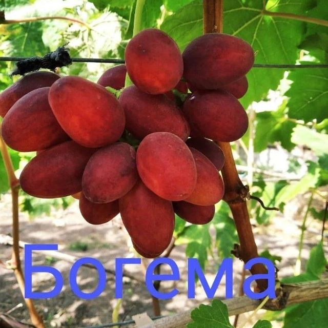 УЗУМ Аватар ламбаржини хелойин алвика велика сакура американски блек