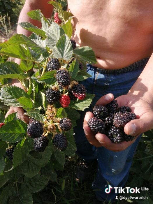 Ежевика Блэк джем