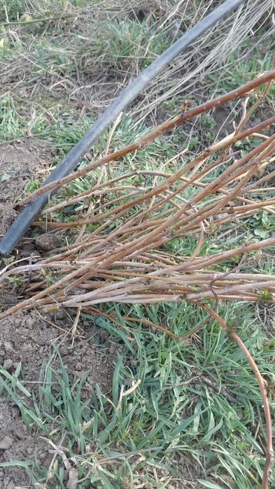 Продам саженцы малины