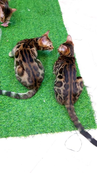 Бенгальские ШИКАРНЫЕ котята.