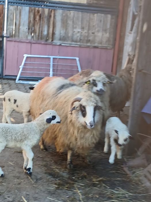 De vînzare oi cu miei