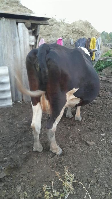 Продам корову стельная