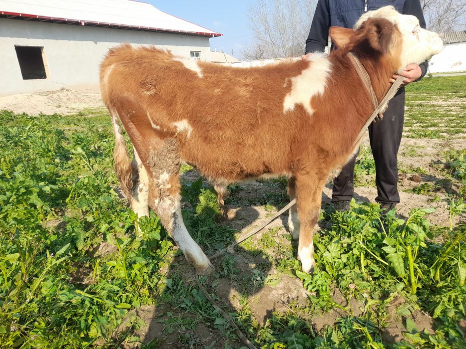 Simmental buqacha Sotiladi 115 + balandligi 8 oylik Toza qonli Naslga