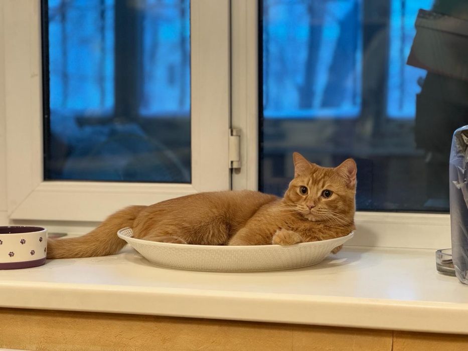 Ищем кошку для вязки кота