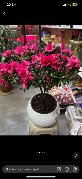 Цветы Азалия 40см