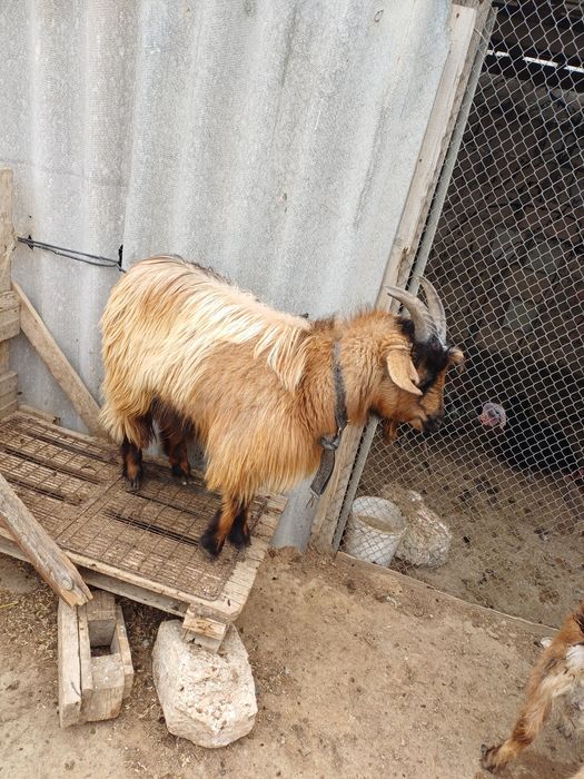 Серке сатылады .