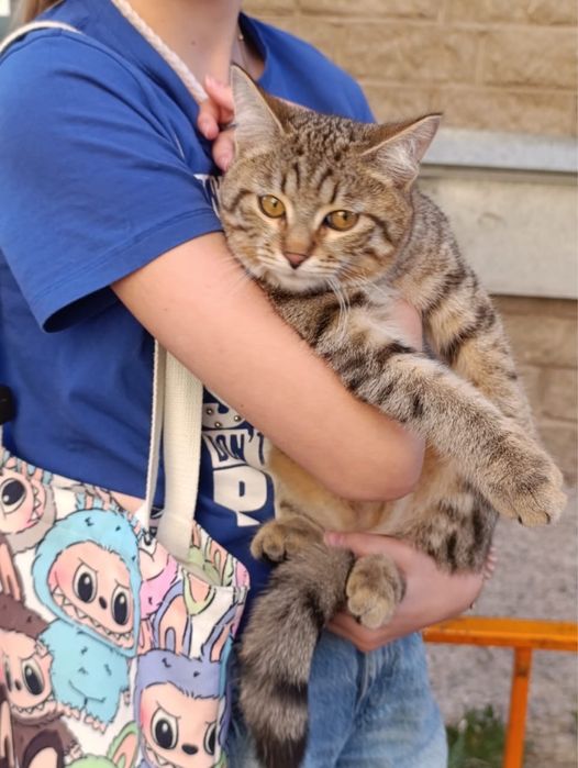 Отдадим кота Британец Ласковый