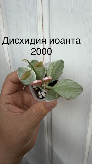 Хойи ии дисхидии