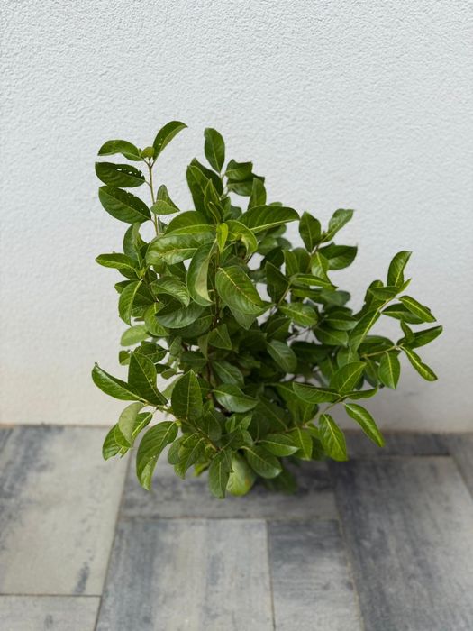 Prunus lauroceras pentru gard viu