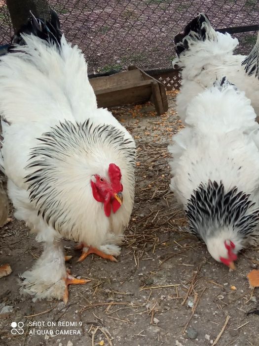 Ouă pentru incubat!