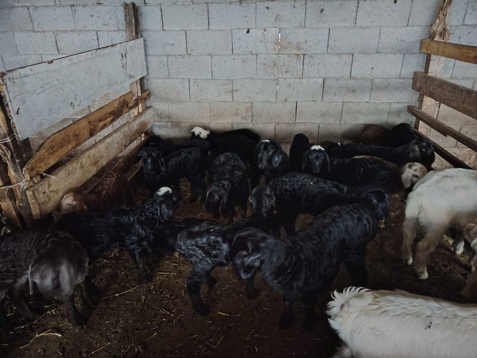 Қозылар сатылады