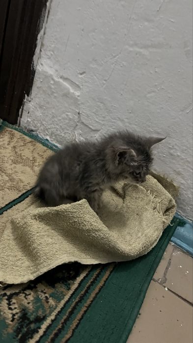 Котенок отдам в добрые руки