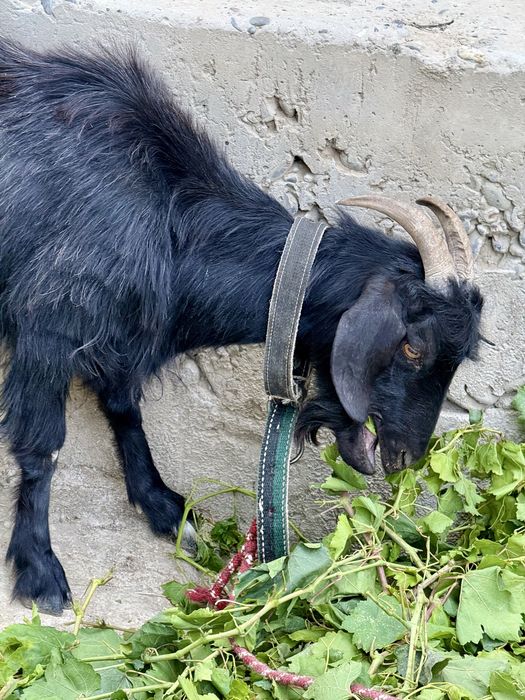 Zudlik bilan ona bola echki sotiladi