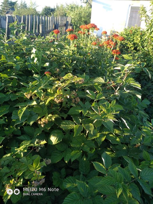 Продаю дачу цветущий сад