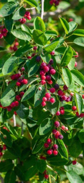 Infiintam livezi Nuci Chandler, Aluni, Meri, Peri, Aronia, Pruni.