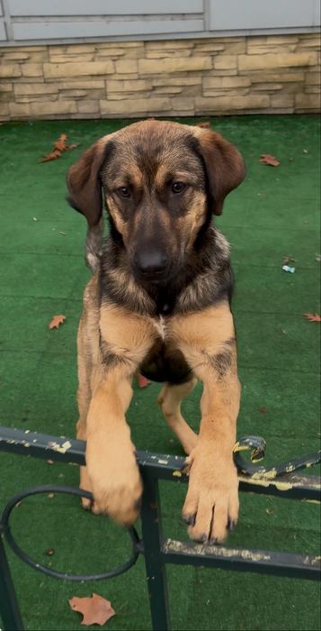 Фейк малиноа на 5 месеца с 3 месечно обучение