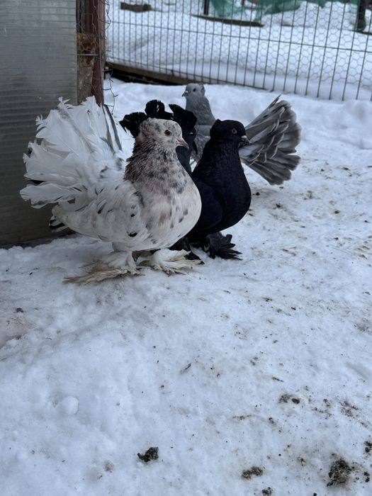 Vand porumbei Voltati Indieni