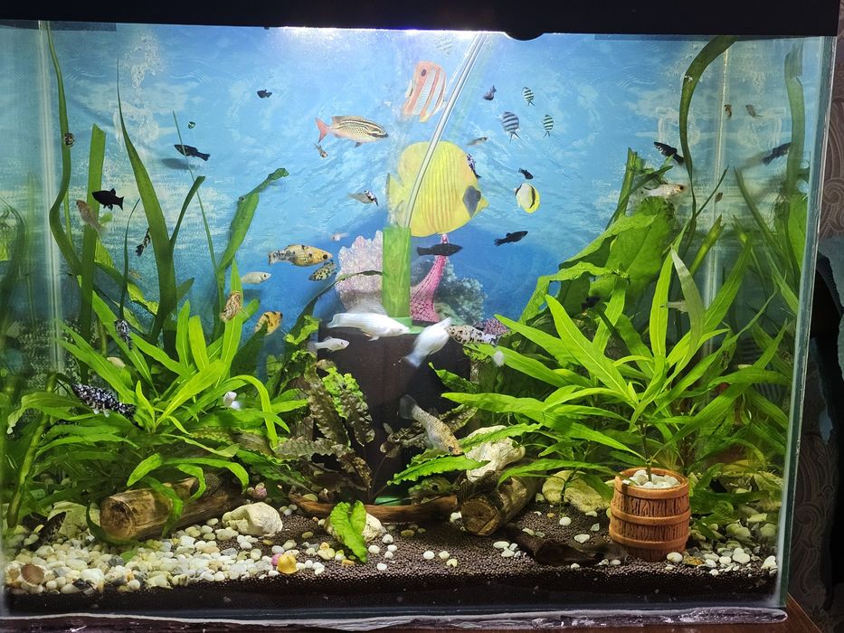 Продаются молинезия