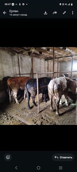 Продам упитанных бычков