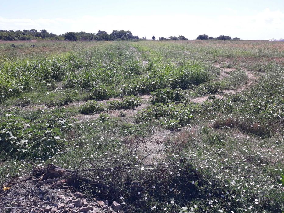 Продава се Парцел в Ахелой - 5000 кв.м за 45 €/кв.м - Снимка #7