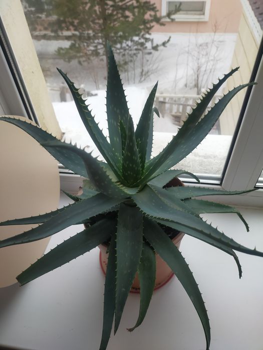 Комнатное растение -алое вера