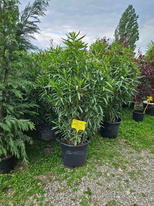 Leandru tufă cu flori roz