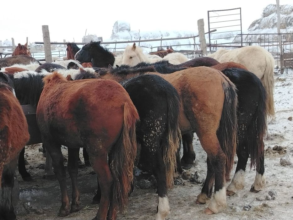 Оптом и в розницу Биелер Тайлар  на откөрме