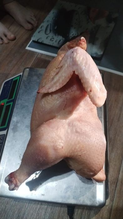 Курочки домашние