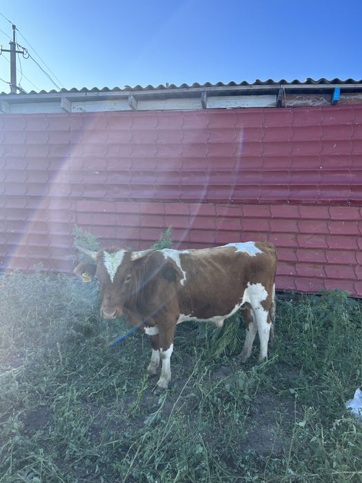 Бұқалар 1,5 жасар 3 бас