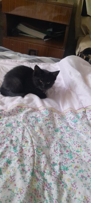 Отдам котят даром в добрые руки