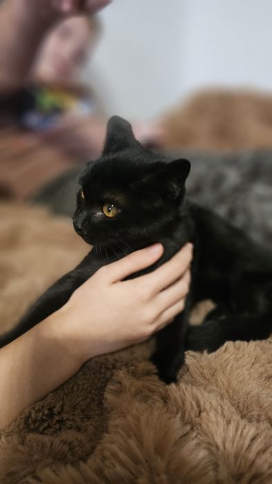 Отдам в добрые руки, можем привезти сами.