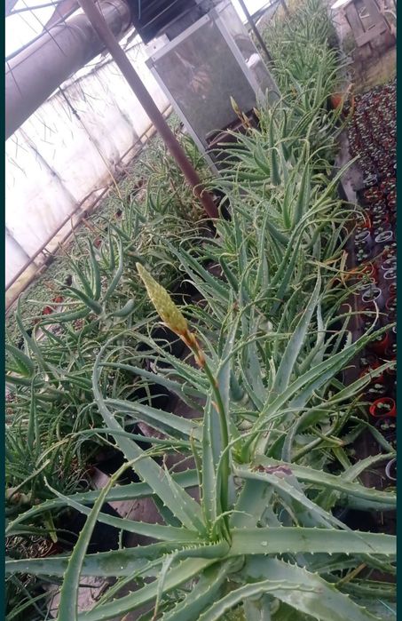 Aloe Vera tratament