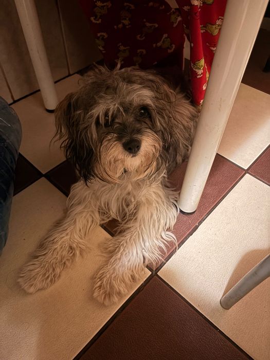 O fetiță spre adopție