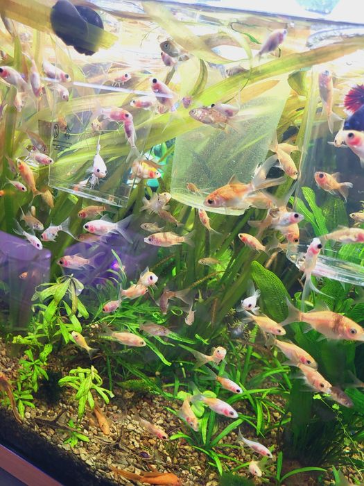 Carasi  ornamentali Goldfish