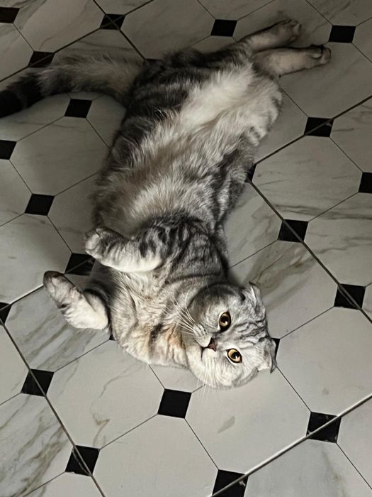 Отдам кота скотиш фолд