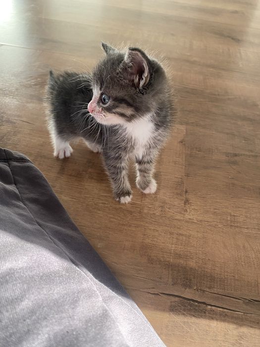 Отдам котенка в добрые руки