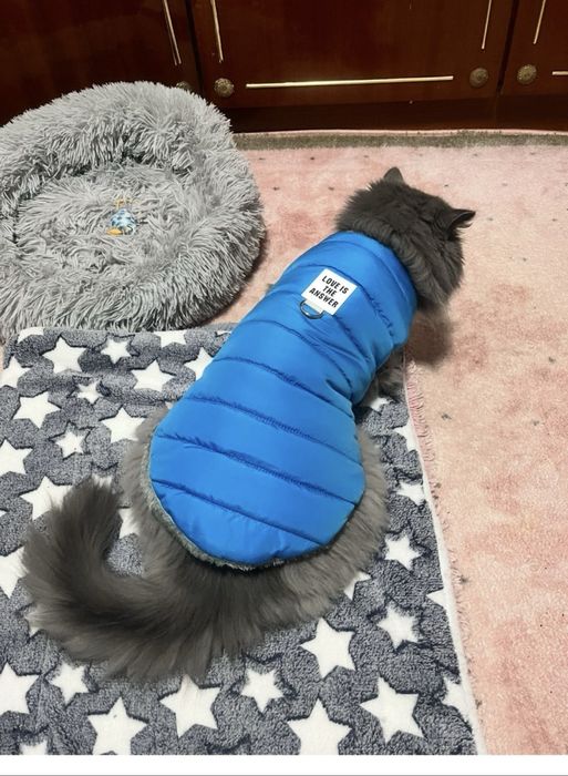 Donez motan-4 ani-British Longhair