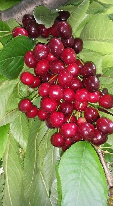 Pomi Fructiferi Pitici Dwarf (Cires )la ghiveci