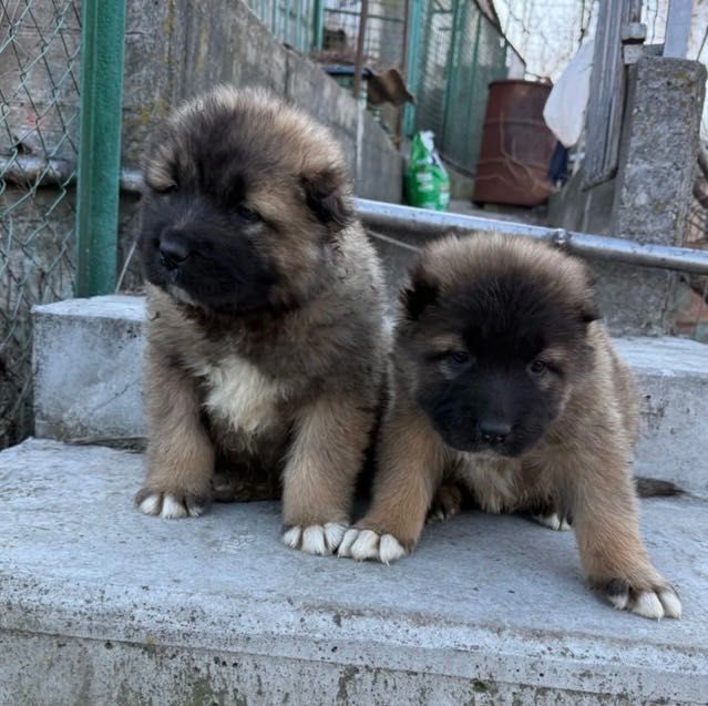 Кавказка Овчарка от родословни родители