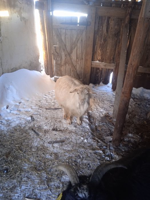 Продам 2 молодых козлика