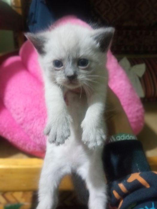 Продаются шикарные чиста кровные шатланские  катята фолды и страйты