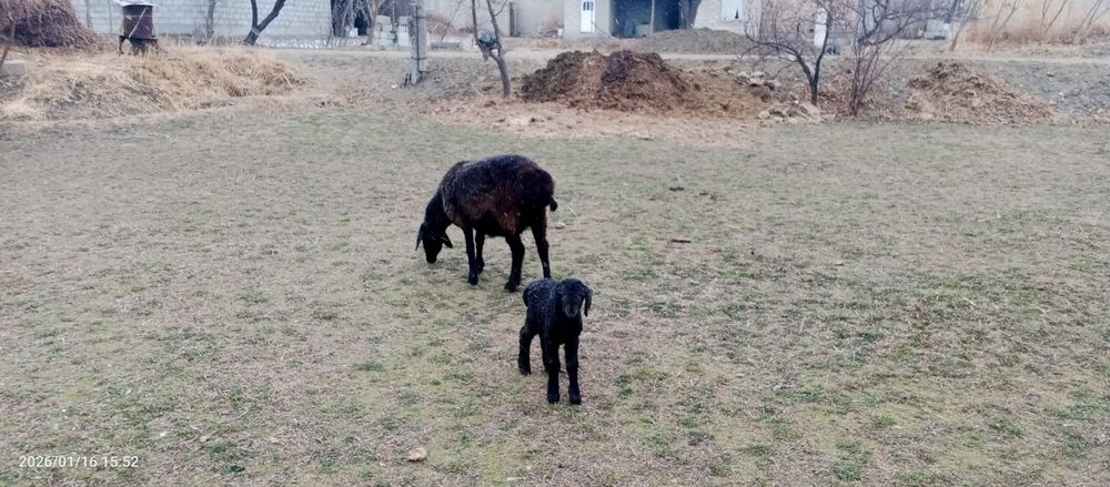 Ona bola qõy 3 qorin tuğishi barasi erkak