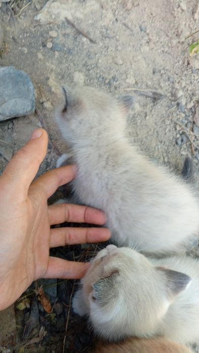 Котята,мальчик и девочка