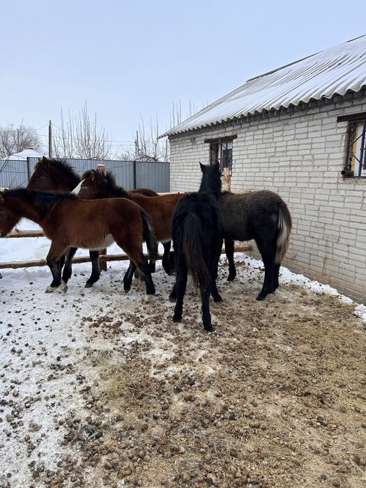 Продам жеребят пять голов
