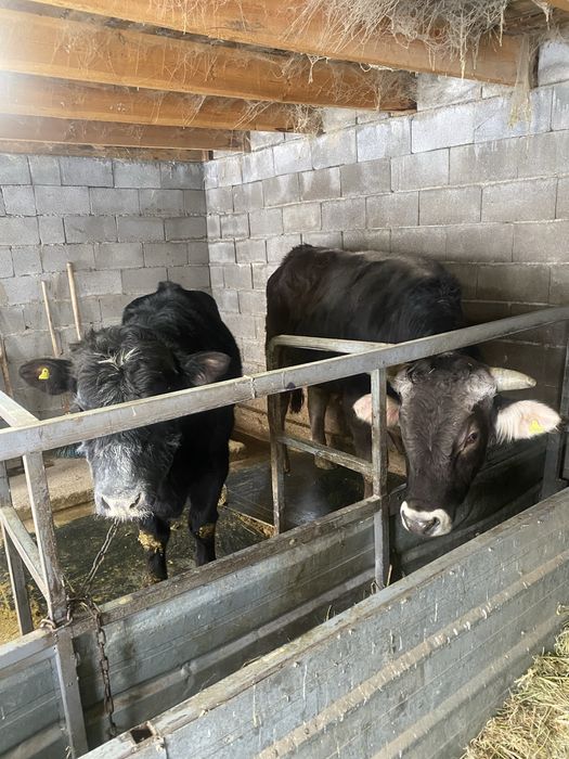 Бык Алатауской породы