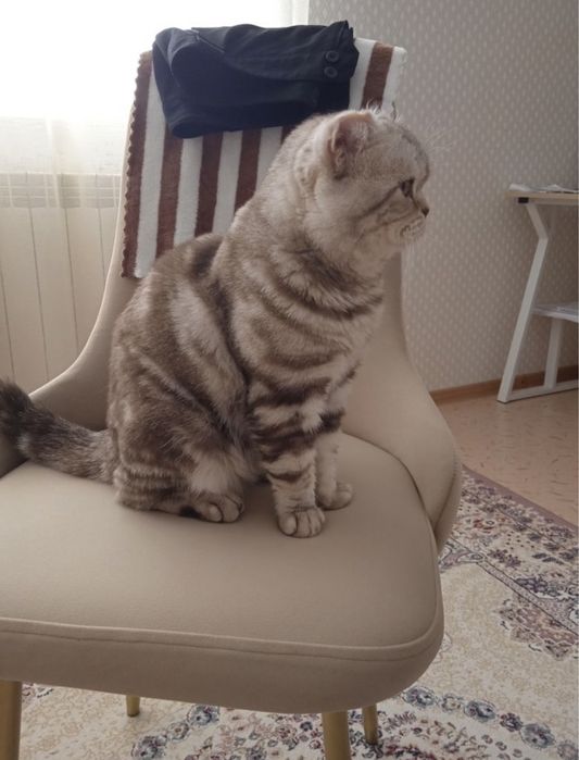 Продам хорошую кошку