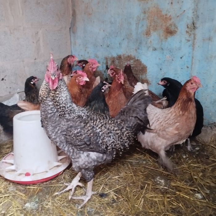 Продам куры домашние