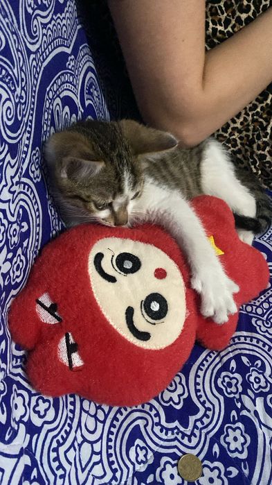 Одам в добрые руки